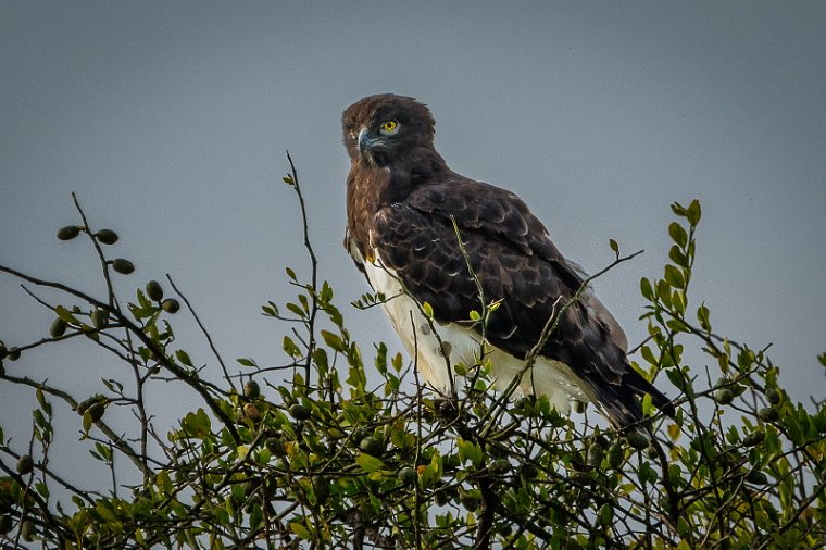 114 Masai Mara, vechtarend.jpg